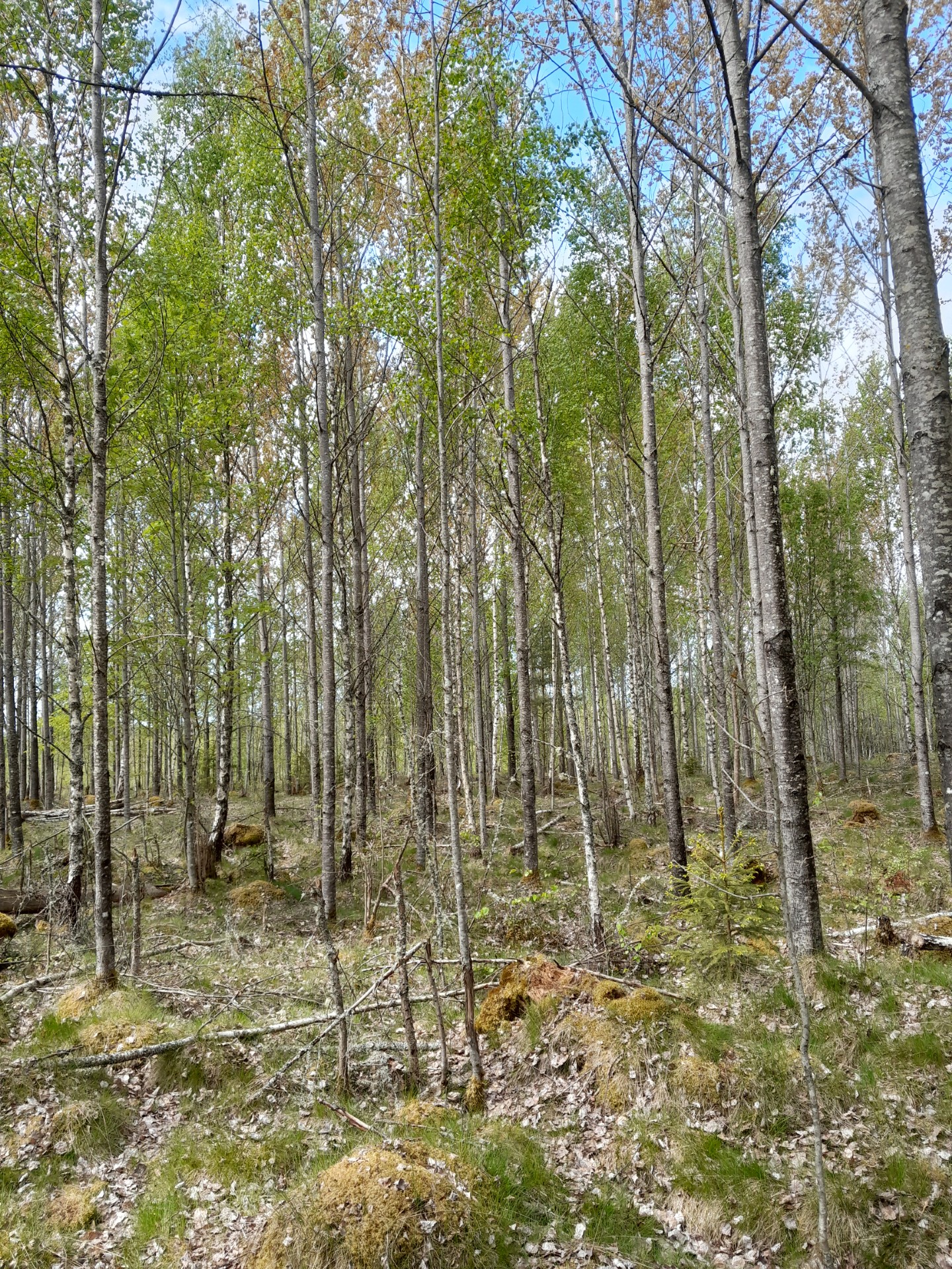 Björkskog på gården i Småland