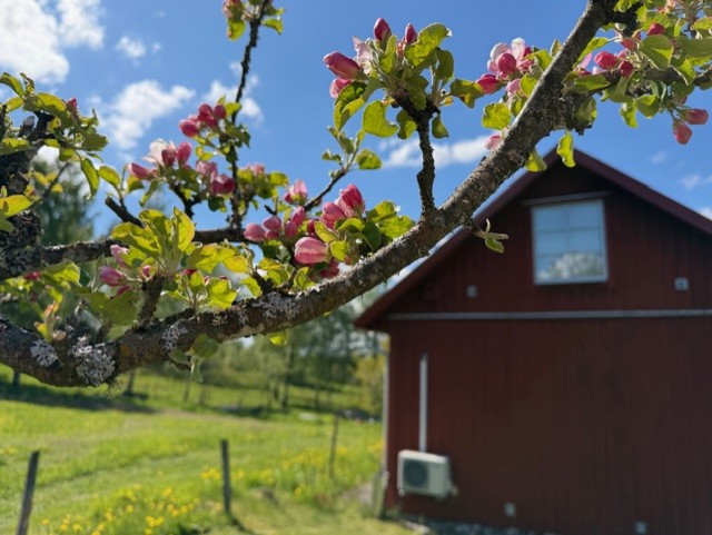 Äppelträd och betesmark i det småländska landskapet